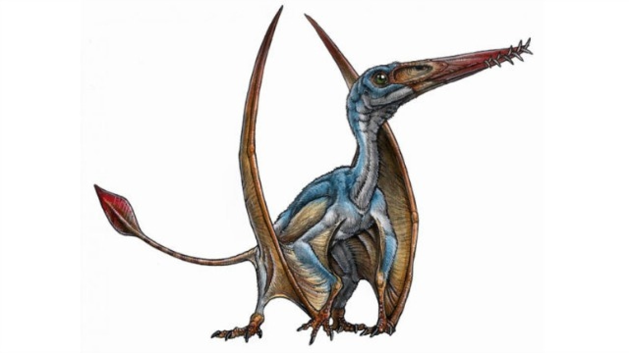 Scientists discover new species of Jurassic flying reptile