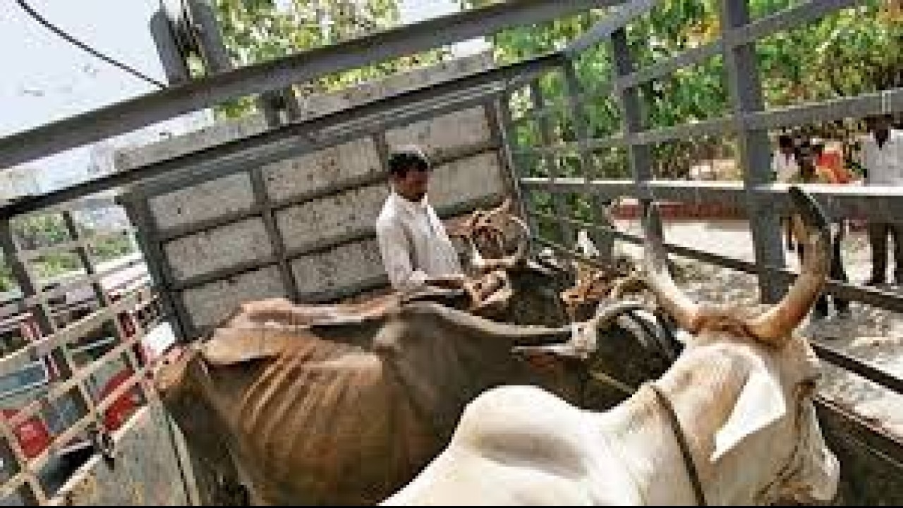Beef ban: maharshtra dgp asks cops not to harass meat dealers on pretext of checking