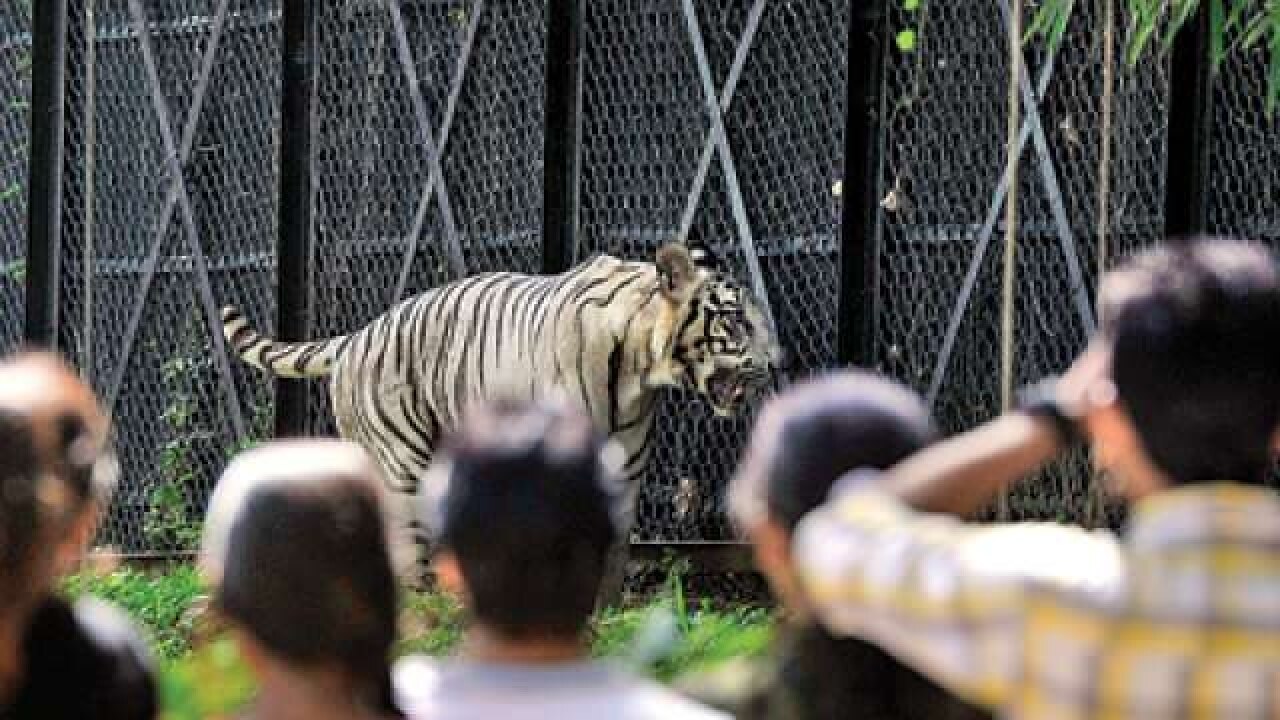 How Big Can A White Tiger Get Best Image Of Tiger 2018