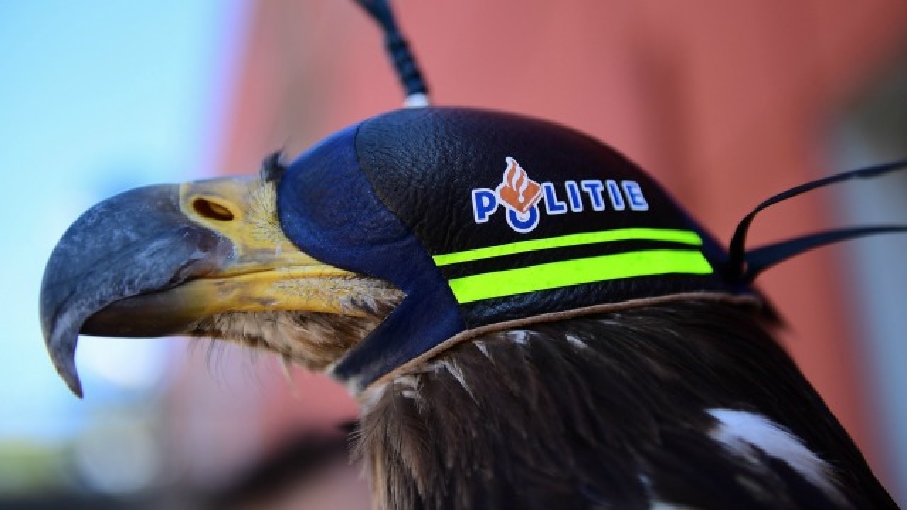 Eagles are Dutch police new against drones