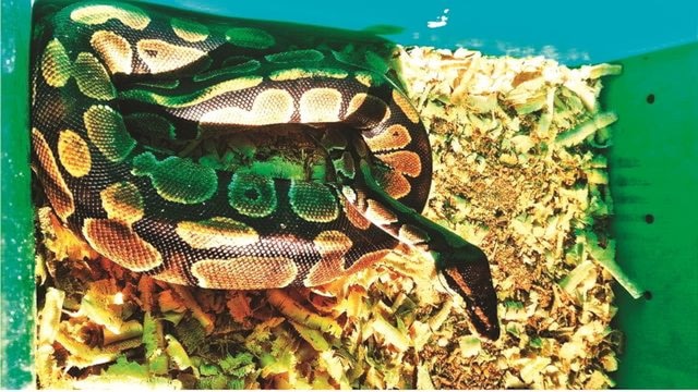 Ball Python Complete Substrate Guide – Zen Habitats
