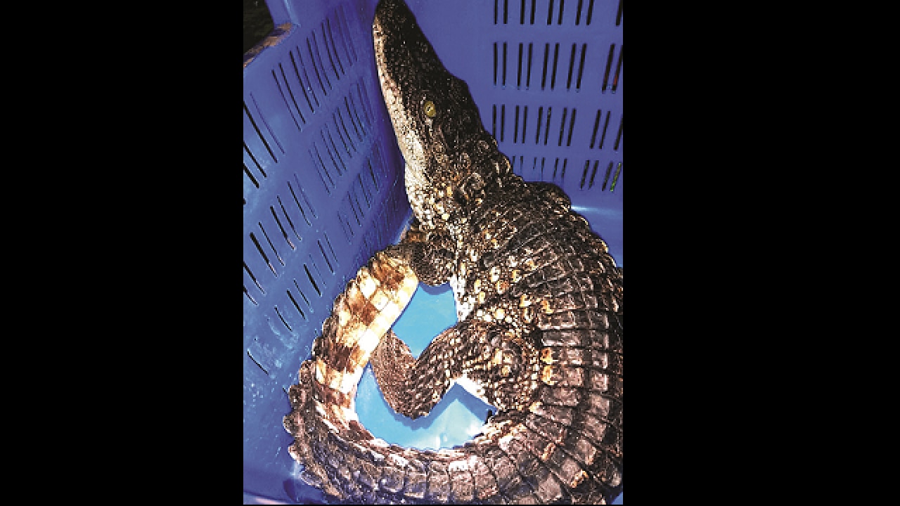 Mumbai: Crocodile found close to Powai lake, rescued