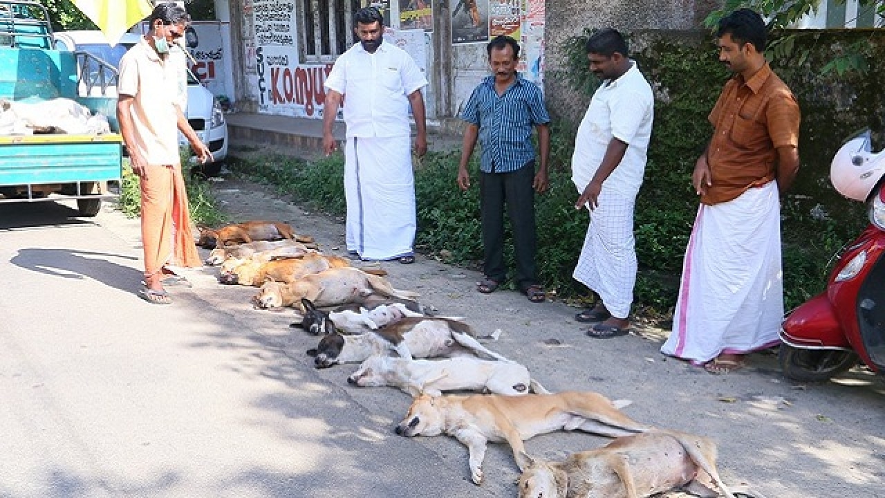 why dogs are killed in kerala