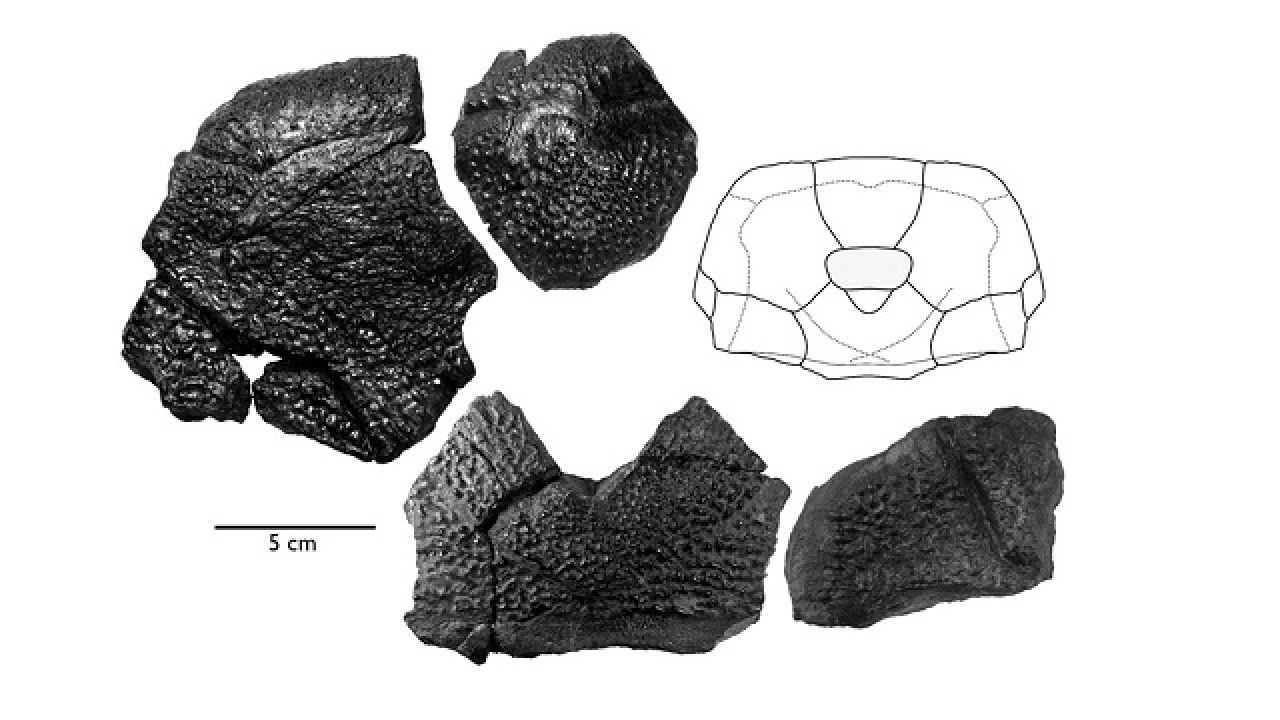 Gigantic, ancient armoured 'b rex' fish discovered