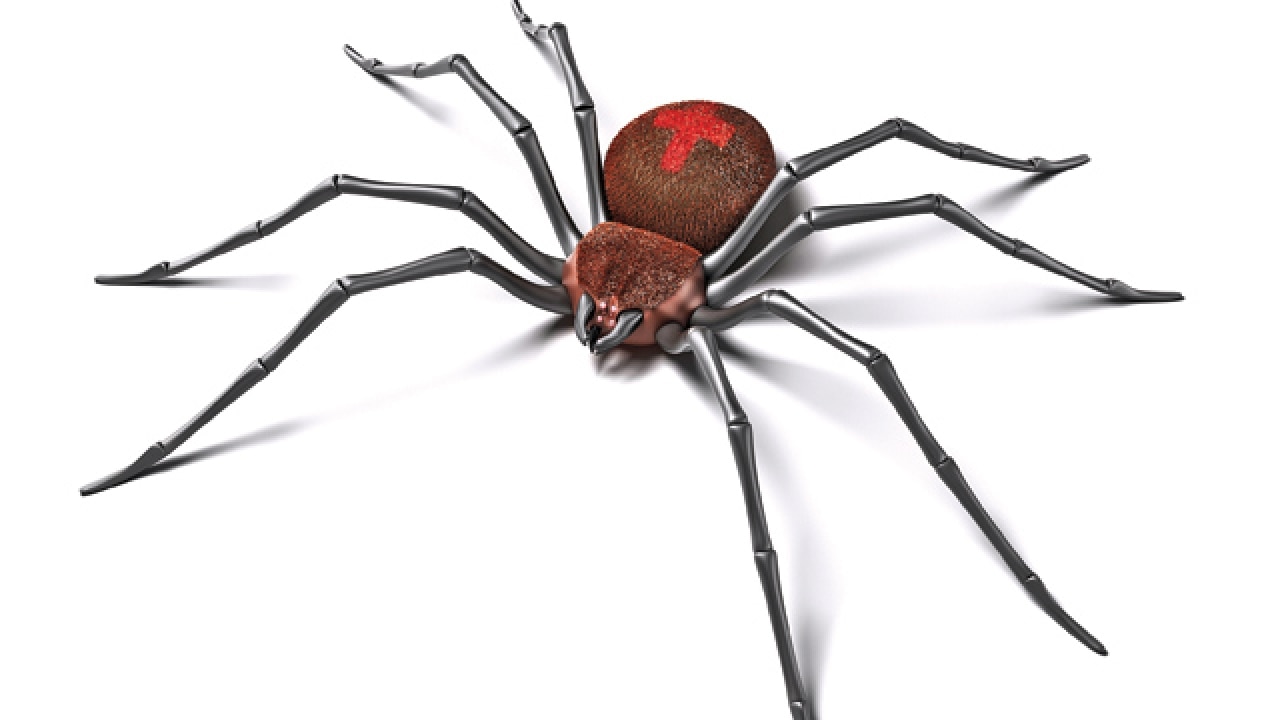 Scientists Identify A Virus With Dna Stolen From A Black Widow Spider