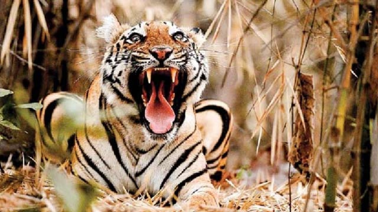 No tiger reserve status for 2 new wildlife sanctuaries in Maharashtra