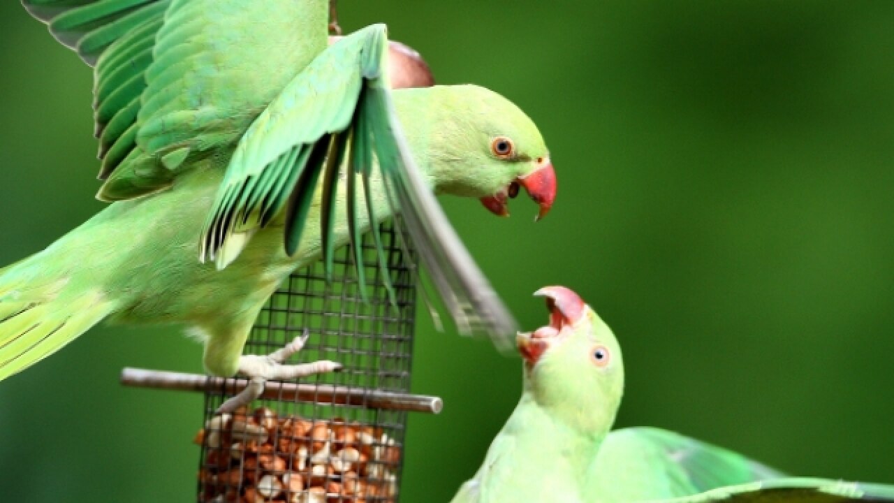 parrot dating