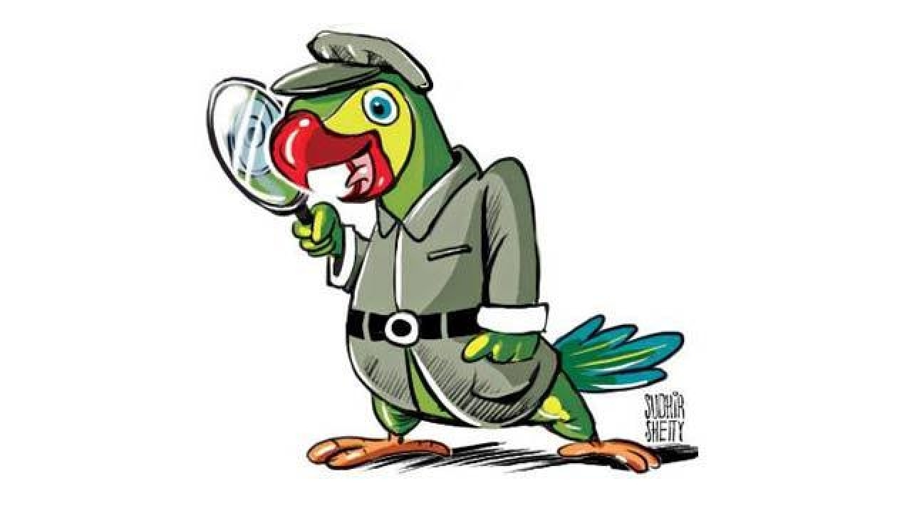 Kuwait: Pet parrot exposes cheating husband's affair to wife Kuwait: Pet parrot exposes cheating husband's affair to wife