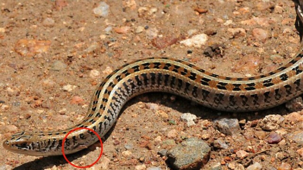 Snakes Used To Have Legs And Arms Snakes Used To Have Legs And Arms