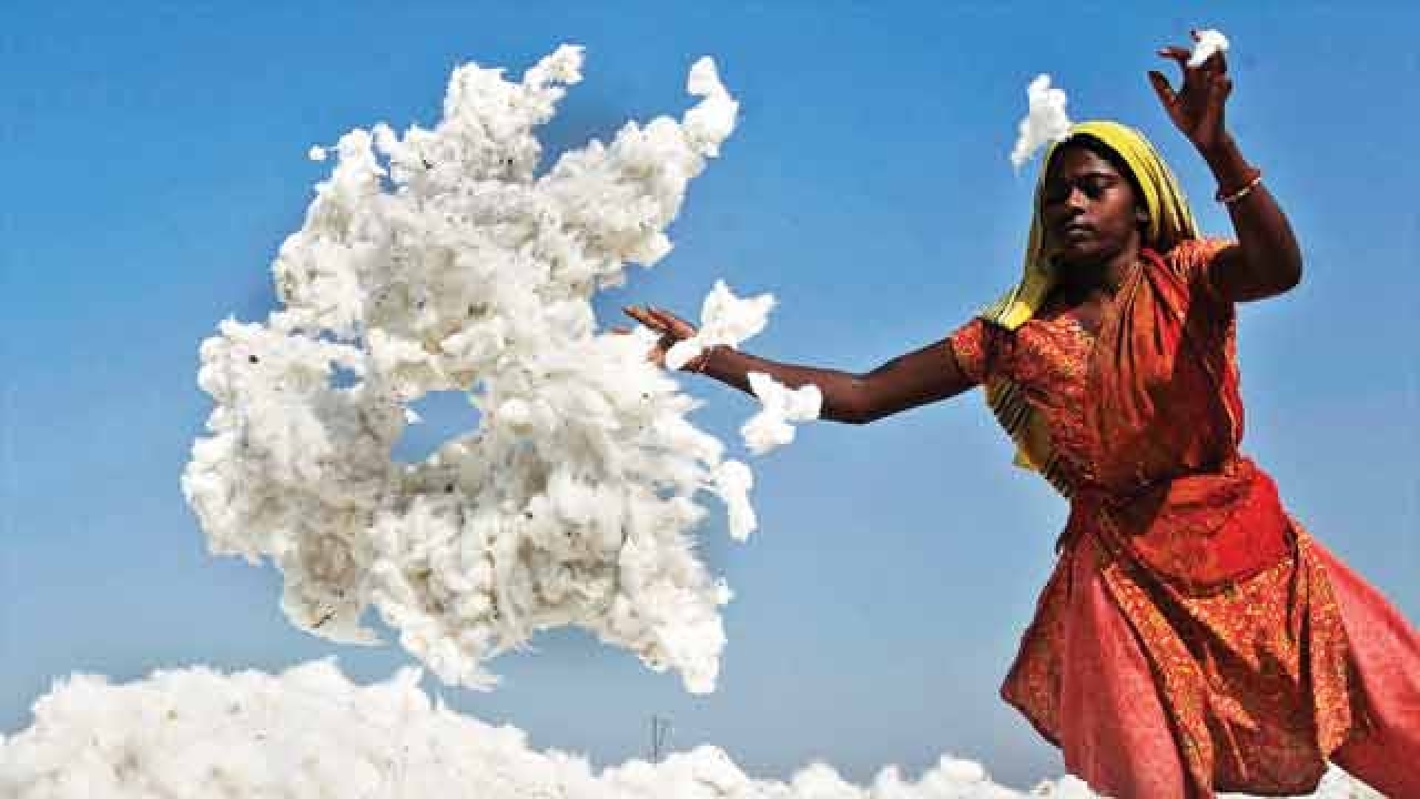 Cotton farmers suffer as IndiaPakistan tensions rise