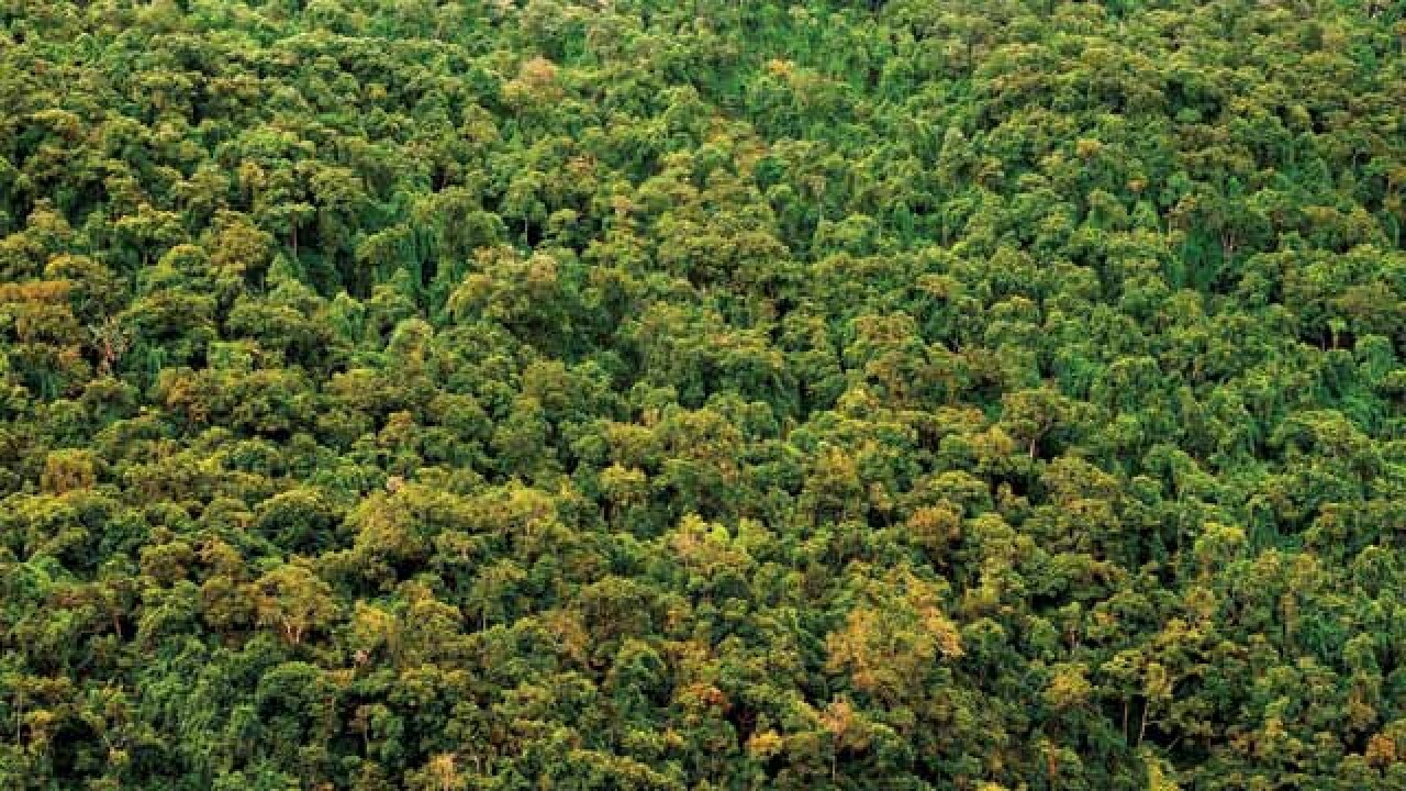 Satellite imaging to track survival of new saplings