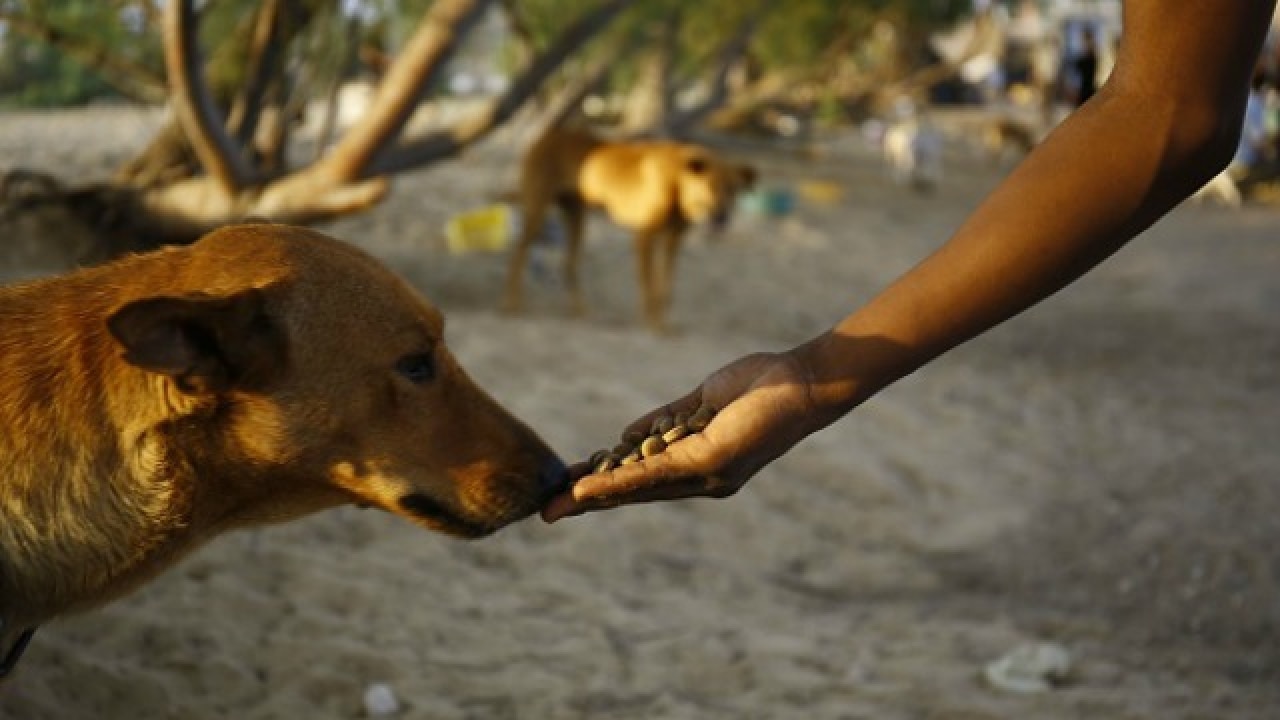 save street dogs