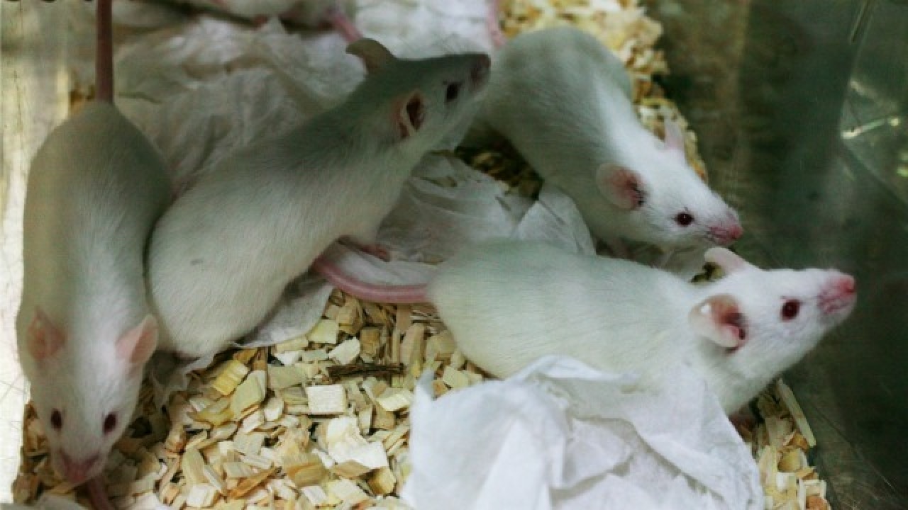 Labgrown mini lungs transplanted into mice