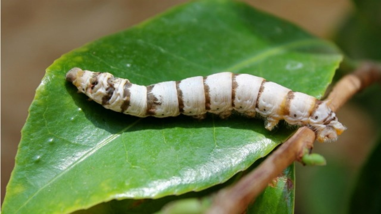 Graphene-fed silkworms produce super-strong, electrically conductive silk