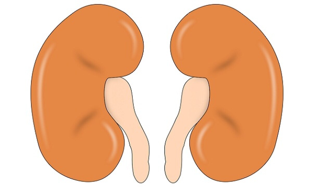Bioartificial kidneys get a step closer to reality