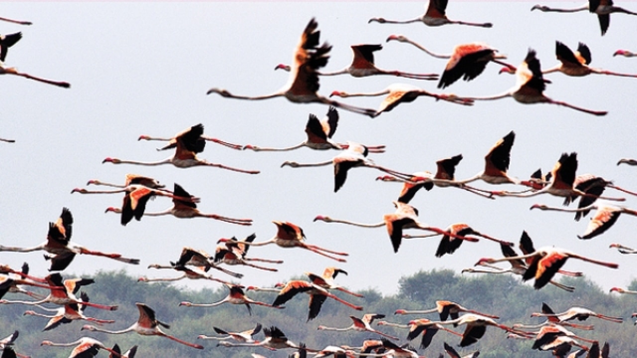 Uttarakhand's Ramnagar a true delight for migratory birds