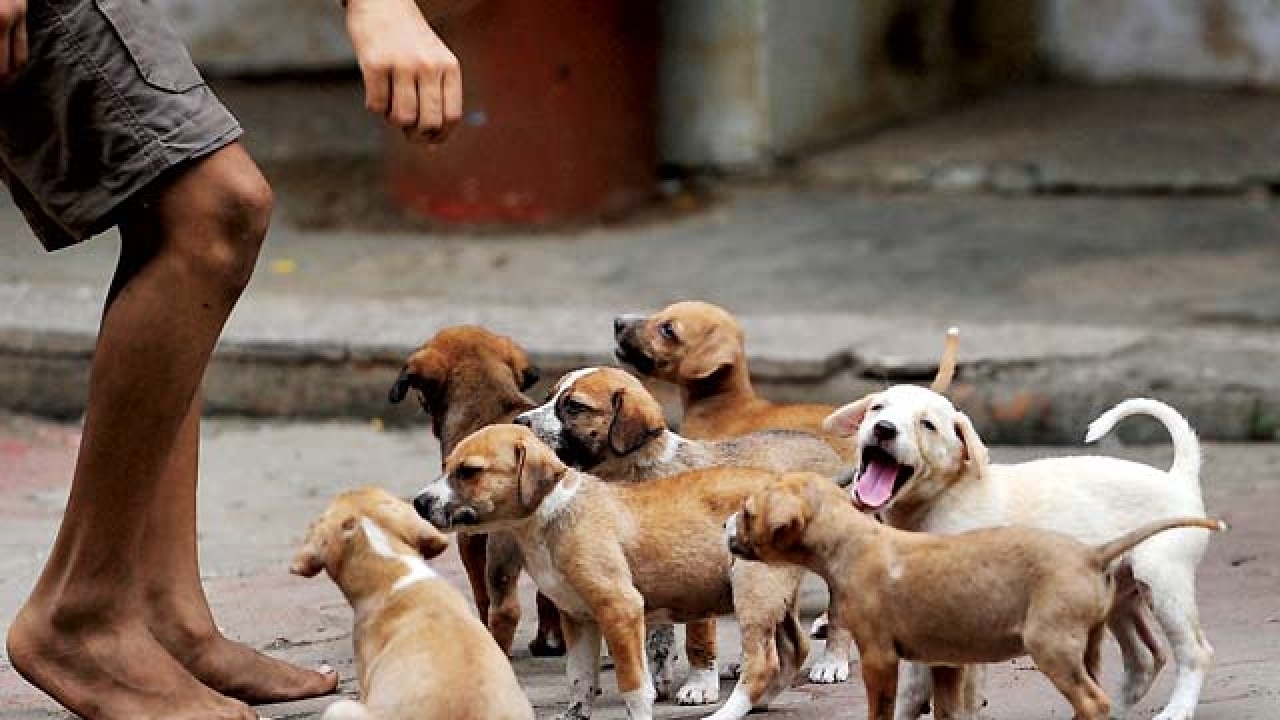 how do you make a street dog a friend