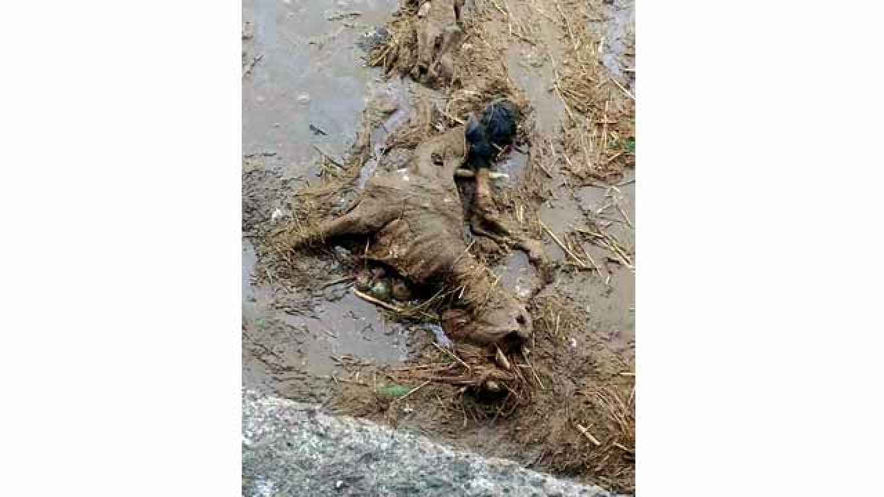 Seven cattle carcasses dumped in Dahisar river