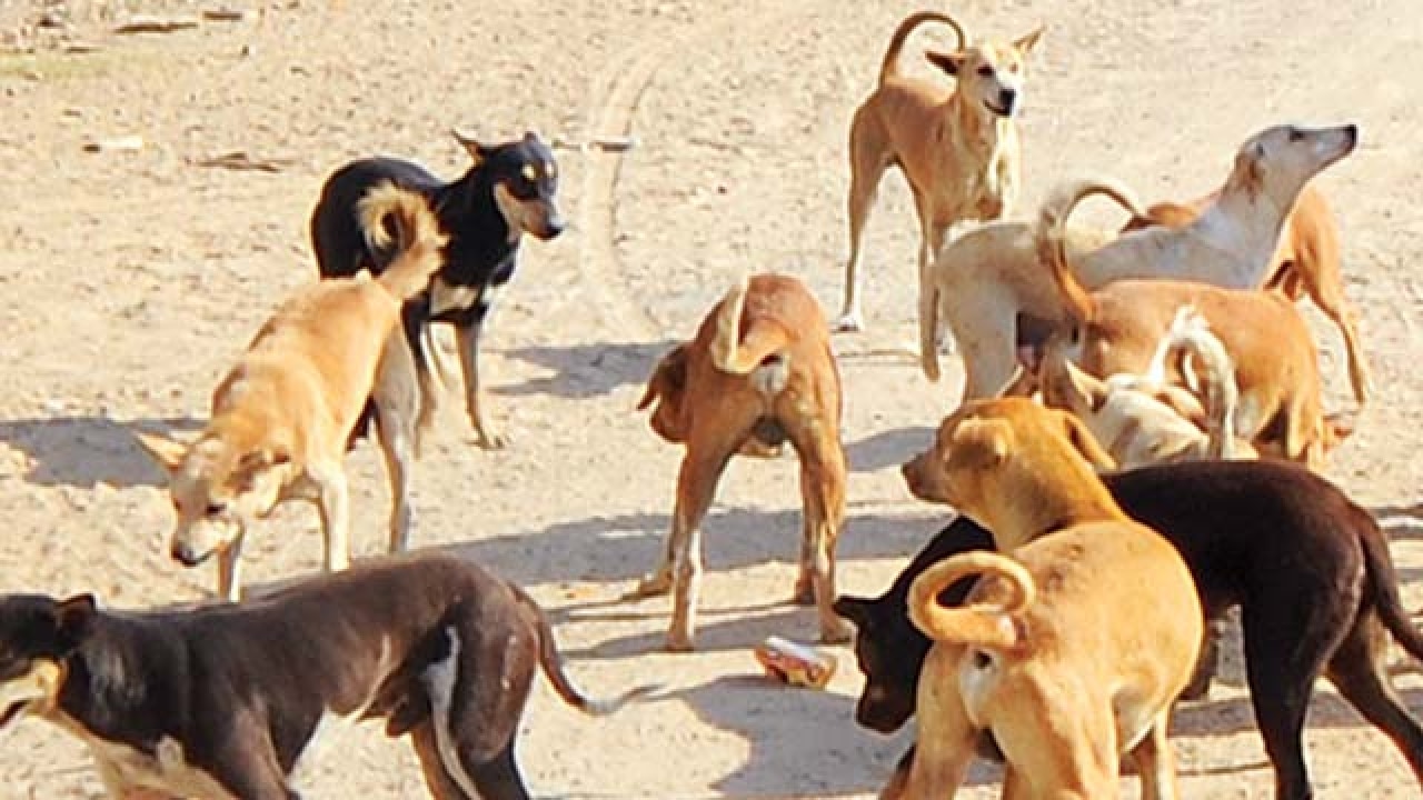 Over 3 lakh bitten by strays in five years