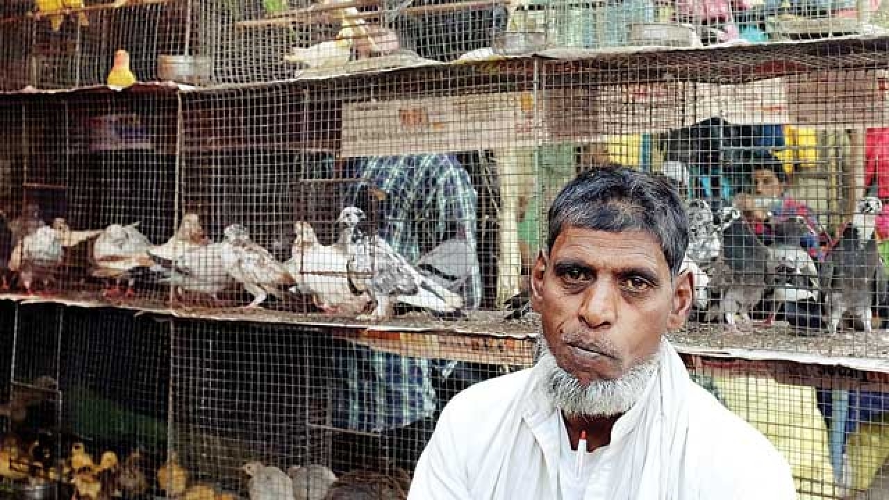 pet shop in chandni chowk
