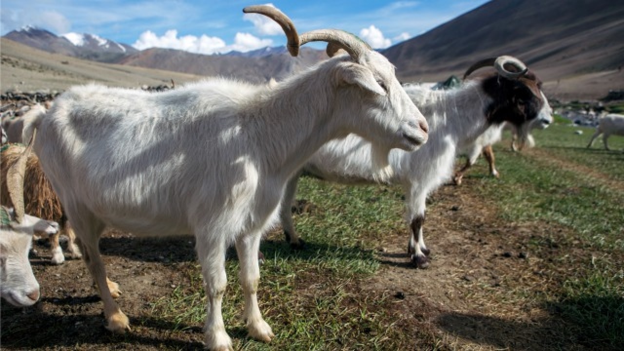 World's first cloned goat with cashmere wool born in China