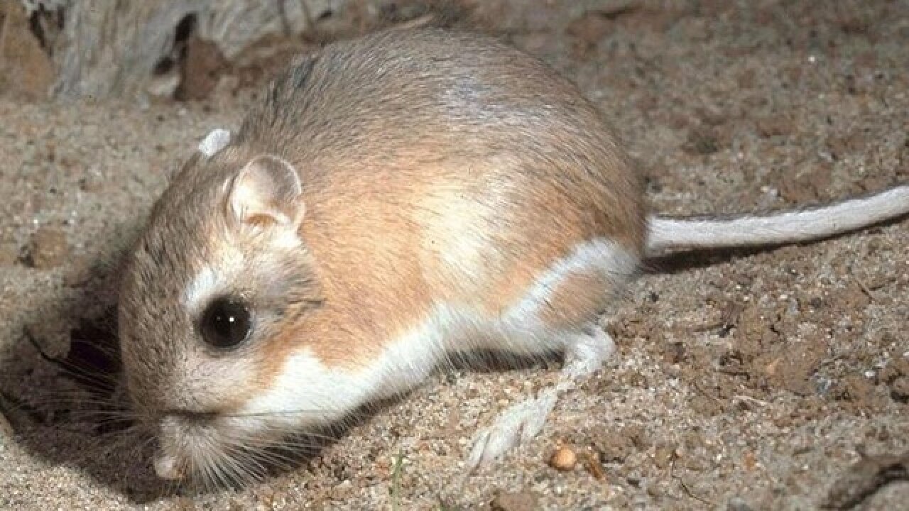 Rats smile with their ears, explains study
