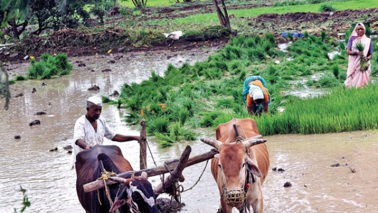 Foodgrain output in the country may scale peak next year
