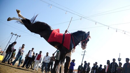Meet the horse with Rs 1 crore price tag