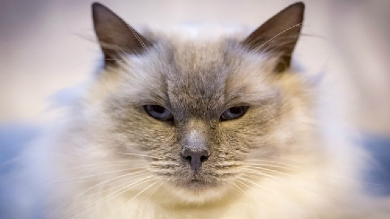 Beware Your Cat May Just Transmit Bird Flu To You