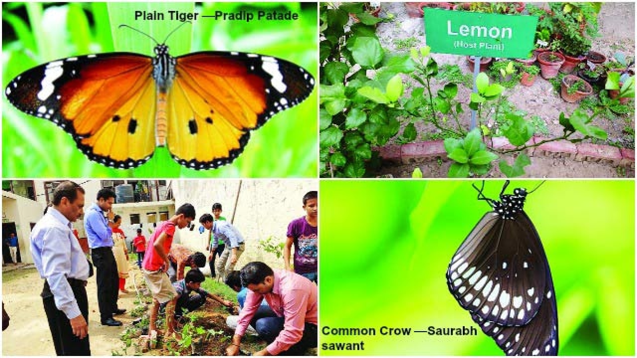 Embellishing Delhi with butterflies