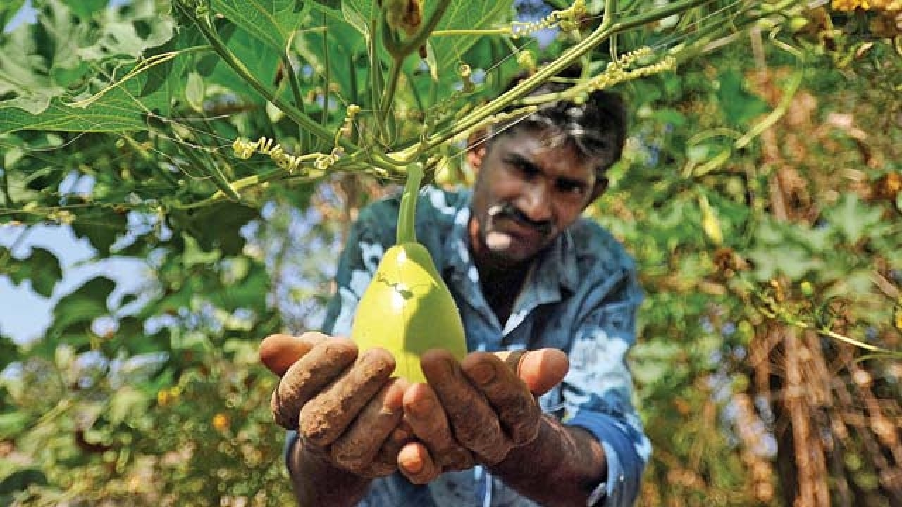 Maharashtra Organic Farming Gives Push To Palghar Village Farmers