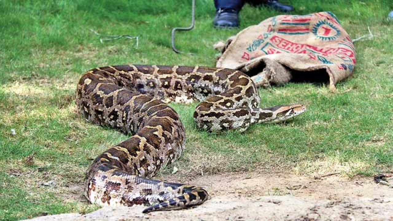 Now, a project to crush myths about pythons