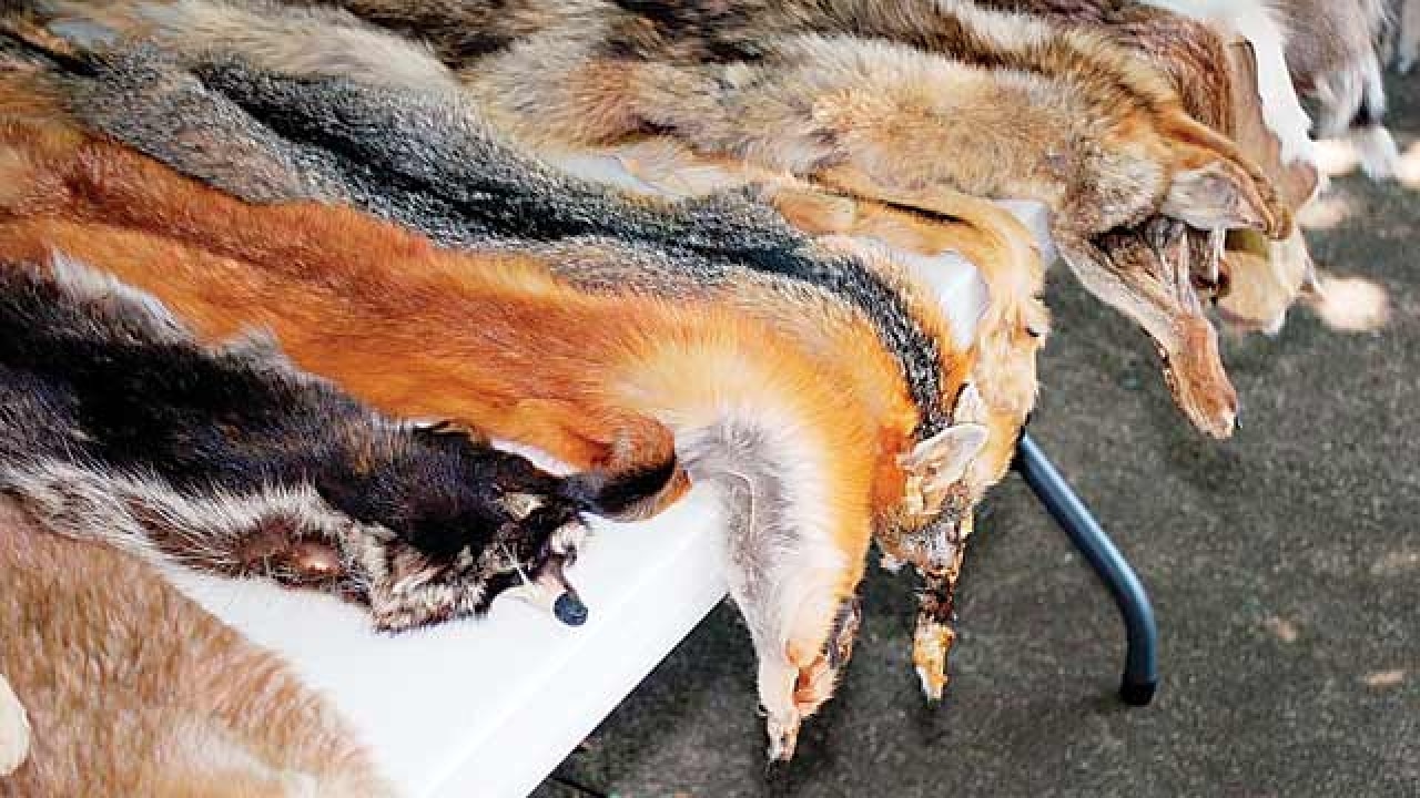 India bans import of snakeskin, fur