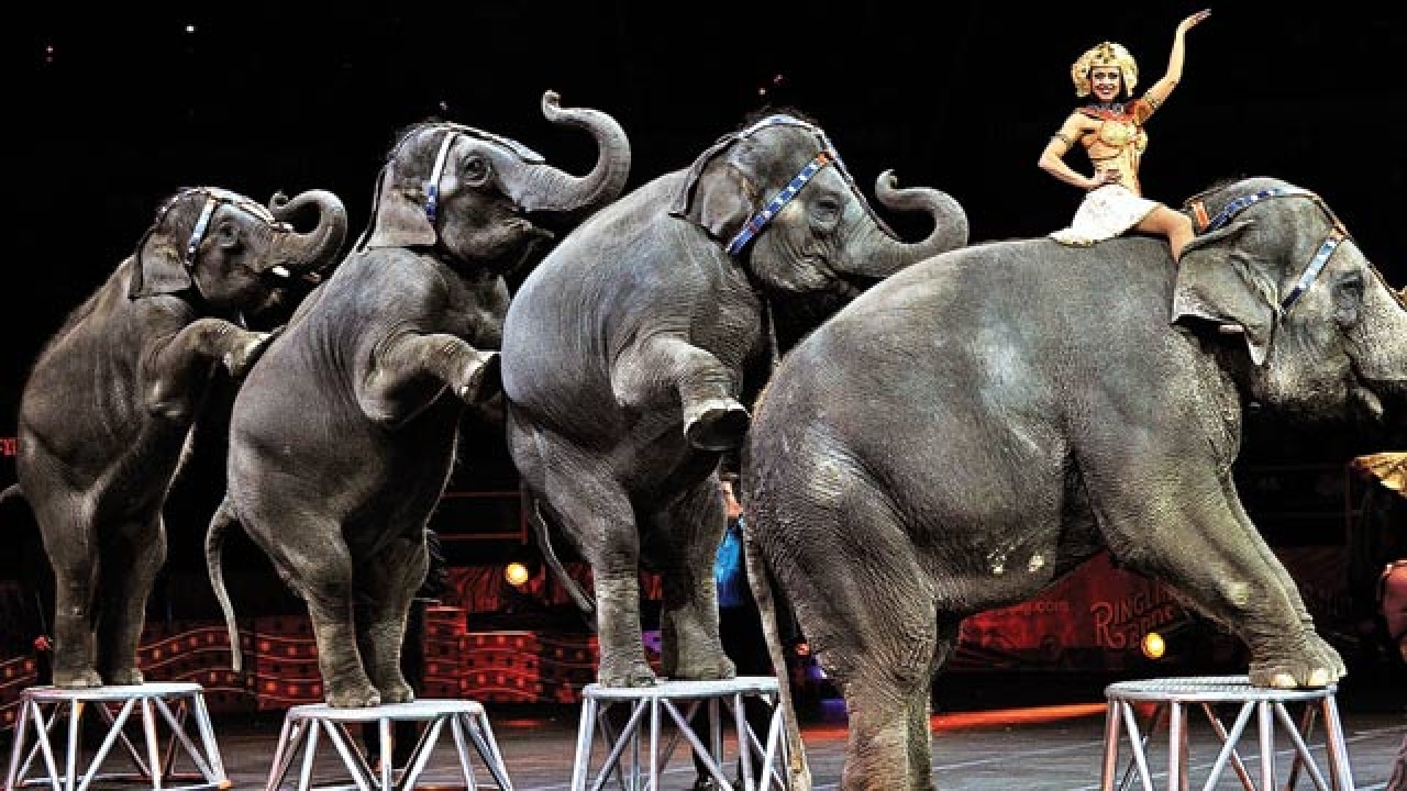 Ringling Bros closure; our circuses must take heed