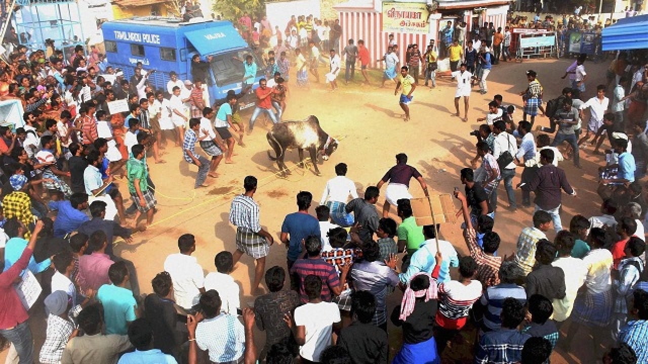 Jallikattu: madras hc declines to 'interfere', protests continue at chennai’s marina beach