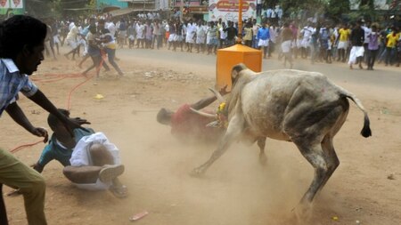 What is Jallikattu?