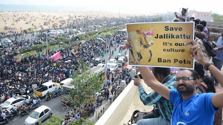 Thousands gather in support of Jallikattu, demanding a ban on PETA