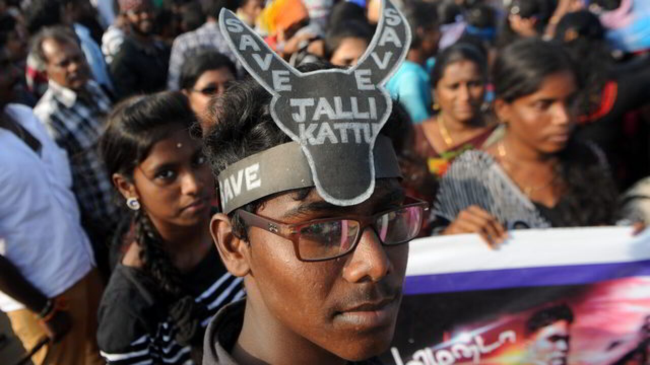 Jallikattu: TN governor forwards Jallikattu bill to President after unanimous vote in assembly