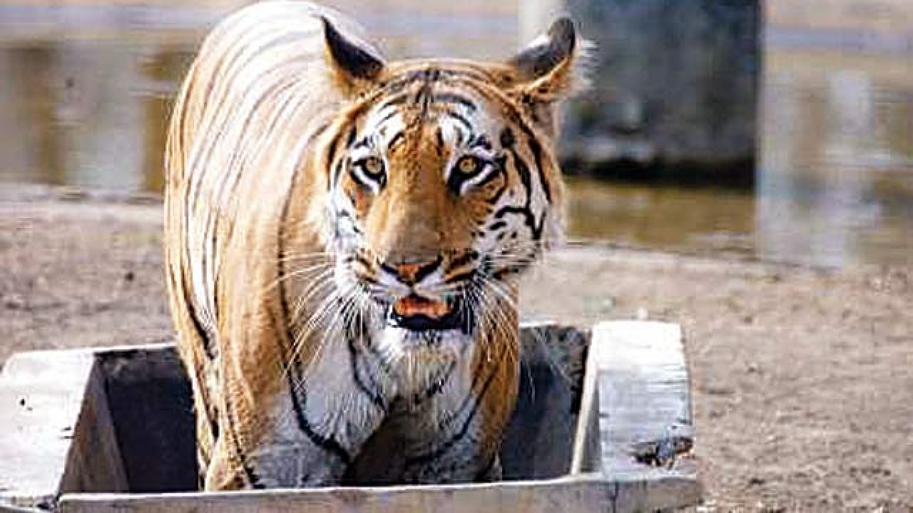 Maha Forest Dept Aims For Killer Tigress As Public Pressure Rises