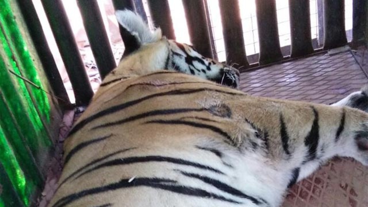 Tigress responsible for deaths of two people captured in Chandrapur