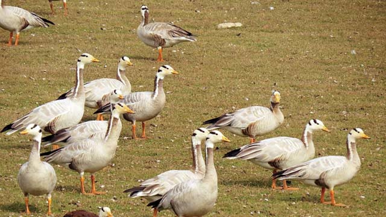 p-edem-darovat-zesilovat-bird-migration-map-europe-sakra-prohl-en