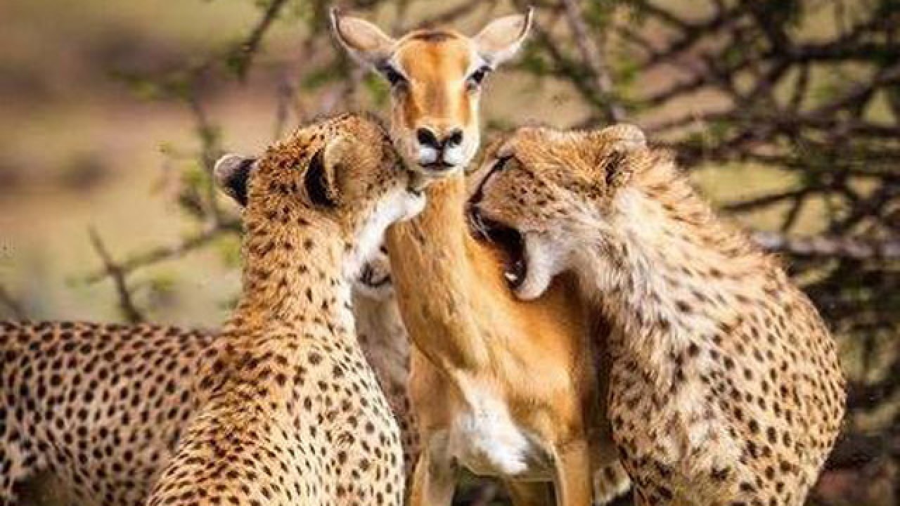 The Real Story Behind The Viral Photo Of Cheetahs Preying On An Impala - posts tagged as robloxseller picdeer