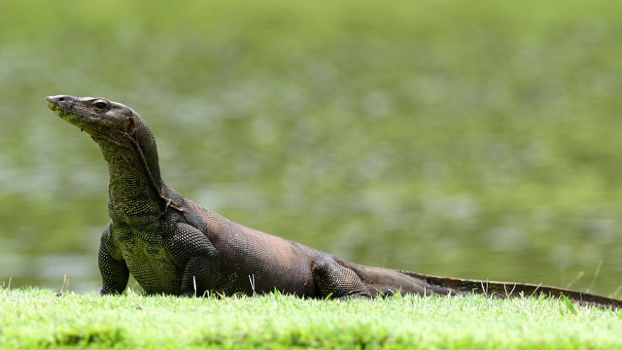 Delhi zoo's only four monitor lizards die of 'shock' after their