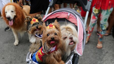 Carnival for dogs