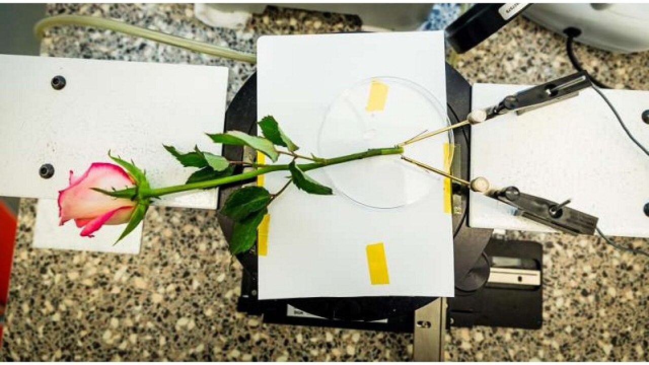 New 'electronic' rose plant can now store energy