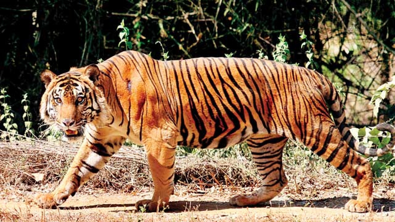 Camera traps set to double in tiger-bearing states