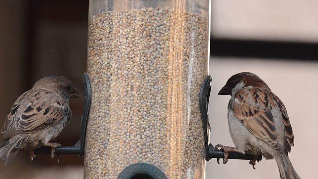 World Sparrow Day Why Is The Population Of The Little Brown Bird