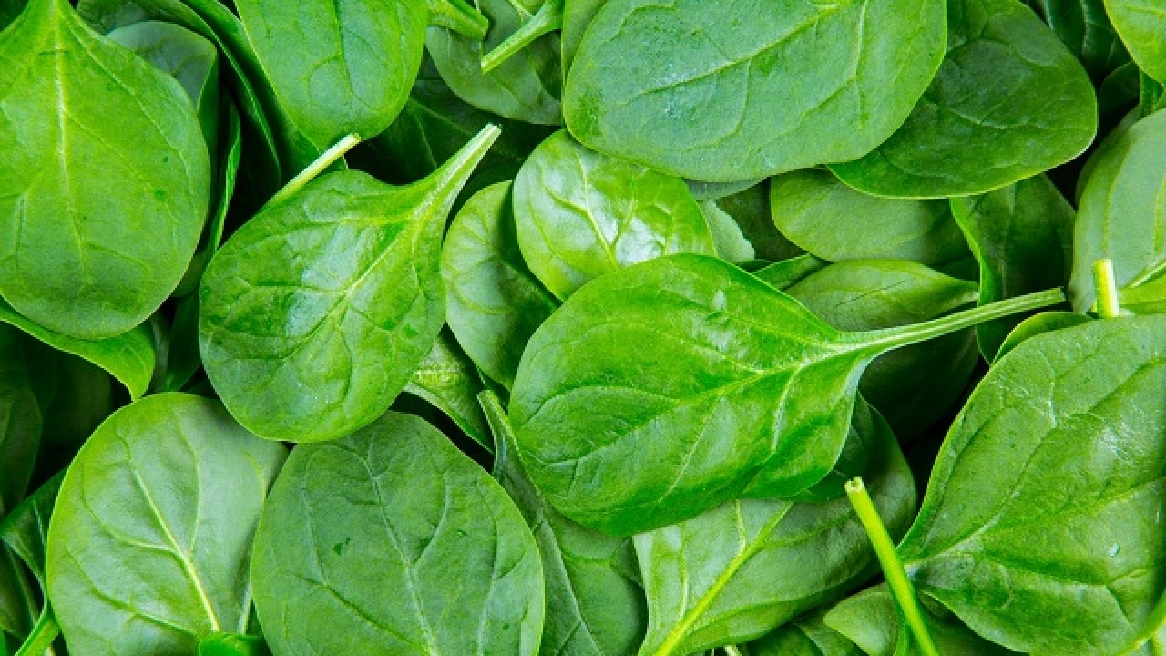 Scientists transform spinach leaf into beating human heart tissue