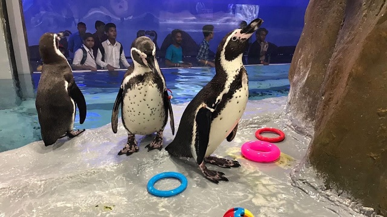 Humboldt penguins in Byculla Zoo