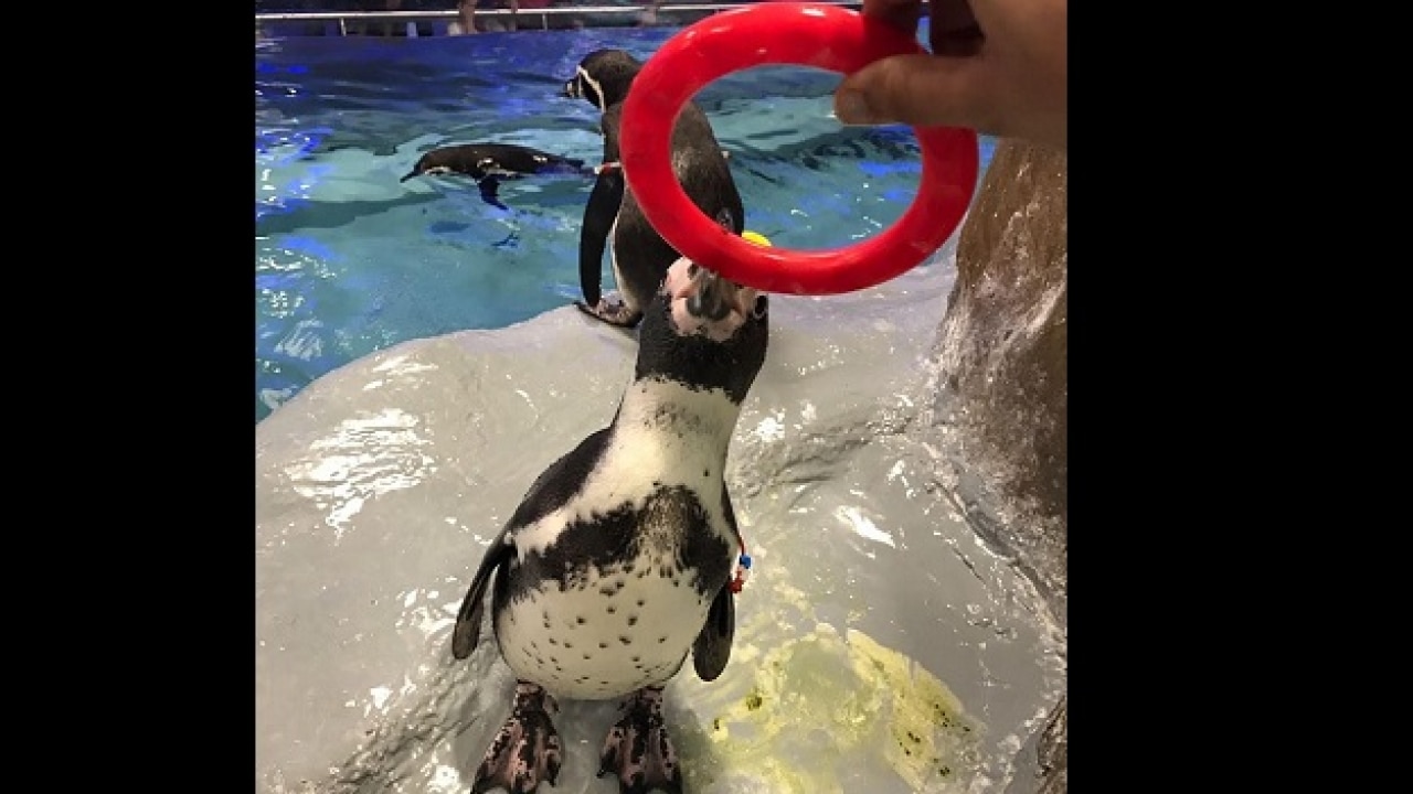 Humboldt penguins in Byculla Zoo